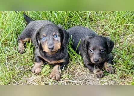 Kaninchen/Zwerglanghaar Dackel