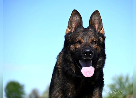Dunkelgraue Schäferhunde aus Kör-u.Leistungzucht
