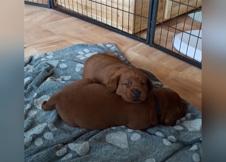 Labrador Retriever Welpen Foxred und Dark Foxred