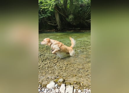 Golden Retriever Deckrüde
