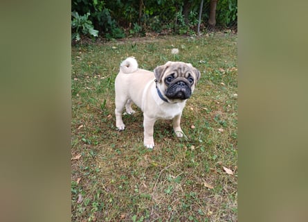 Mops welpen ab sofort Abgabe bereit.