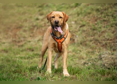 Mr Sam - sucht Menschen mit Hundeverstand - Tierhilfe Franken e.V.