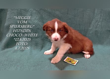 Border Collie-Welpen , black-,choco-,red-white und red-,black-merle