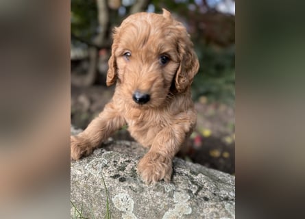 GoldenDoodle Welpen 