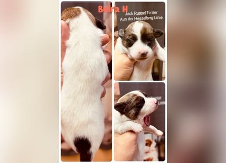 Jack Russel Terrier Welpen mit Stammbaum