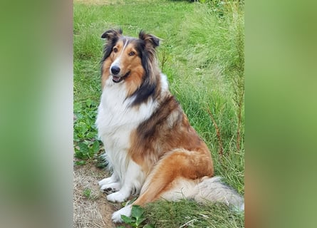 Familienfreundliche amerikanische Collies