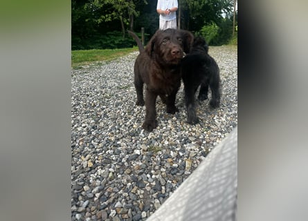 Labradoodle Welpen