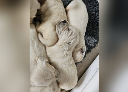 Golden Retriever Welpen aus verantwortungsvoller Zucht