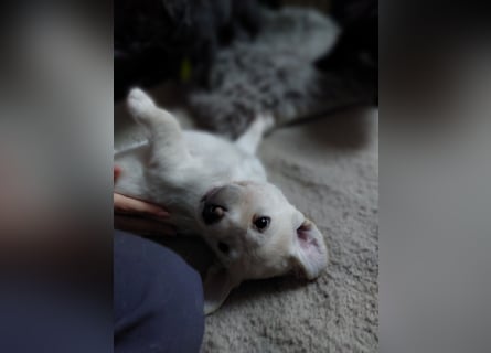 Wunderschöne Labrador-Mix Welpen