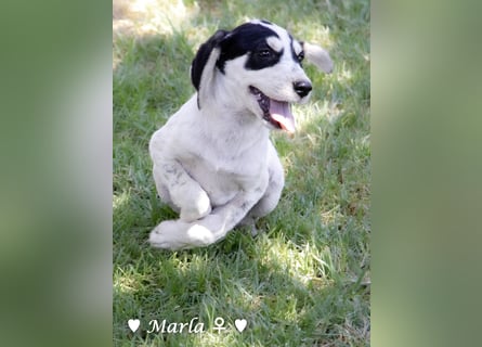 Marla, Scippy und Kea auf der Suche nach ihrer Familie