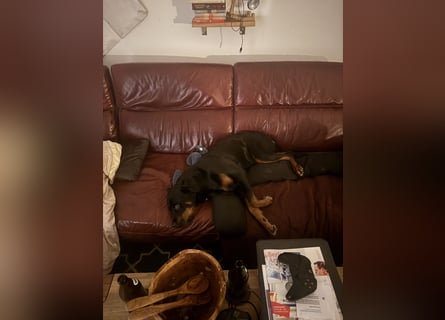 Katniss Rottweiler 8 Jahre alt