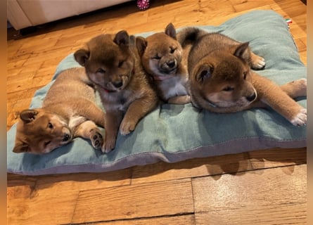 Hervorragender Shiba-Inu-Wurf mit hervorragendem Ausstellungspotenzial