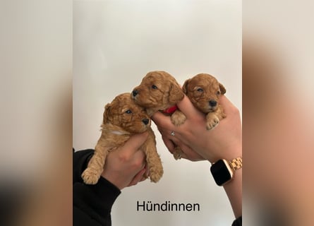 Wunderschöne reinrassige Toy- und Zwergpudelwelpen suchen ein liebevolles Zuhause