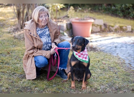 Chapi - quirliger, verschmuster Familienhund - Tierhilfe Franken e.V.