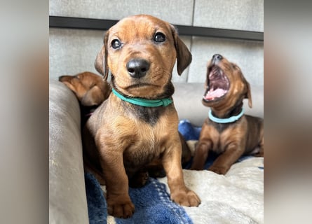 Deutscher Pinscher Welpen aus dem Haus ,,Cava Land" FCI Zucht