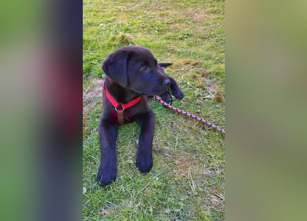 Labrador Weibchen Welpe