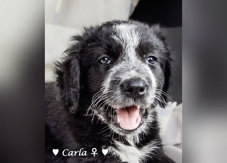 , Cindy und Carla suchen ab Mitte Juli ein Zuhause