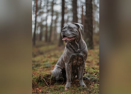 Wir erwarten Cane Corso Italiano Welpen
