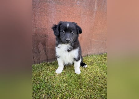 Mini Aussie , Miniature Australian Shepherd Welpe, Rüde