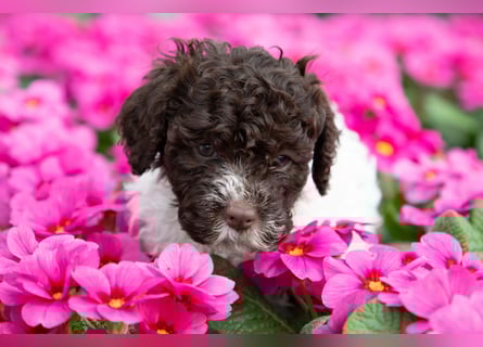 Lagotto Romagnolo Welpen, 6 Welpen suchen ein Zuhause