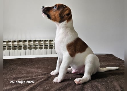 Parson Russell Terrier Welpen