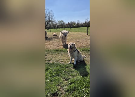 Golden Retriever Deckrüde