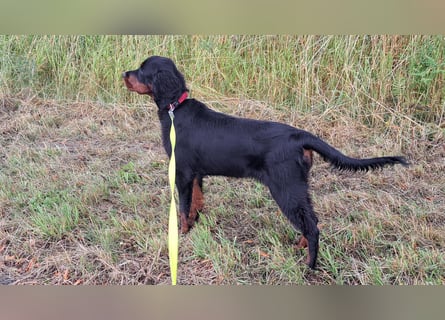 Unser letztes Gordon Setter Mädchen Sally sucht nette Kuschelpartner