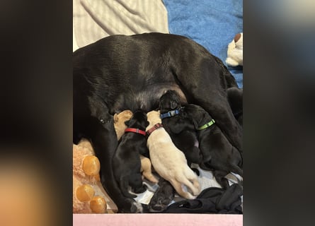 Labrador Welpen