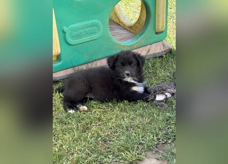 Australian Shepherd Welpen in  Black Bi