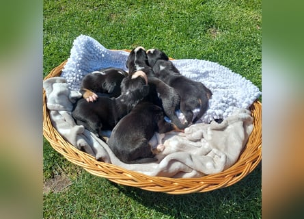 Schweizer Sennenhund Welpen
