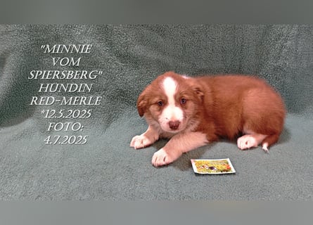 Border Collie-Welpen , black-,choco-,red-white und red-,black-merle