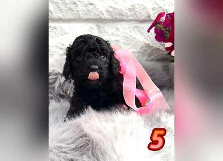 Wunderschöne Cockapoo/Cockerpoo Welpen