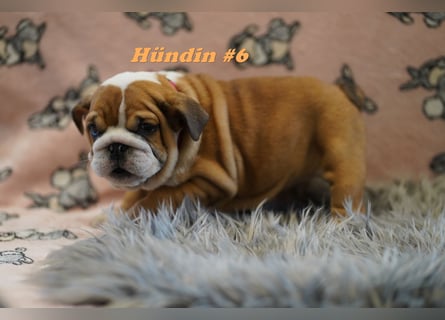 Wunderschöne & Freiatmende Englische Bulldogge Babys