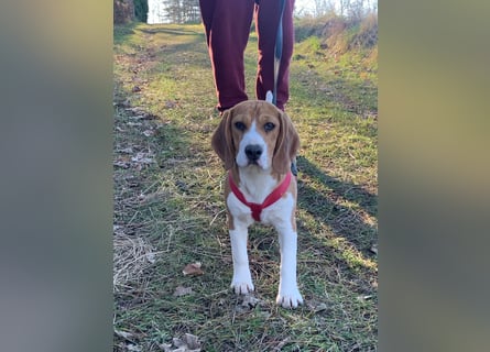 Beagel Hundin