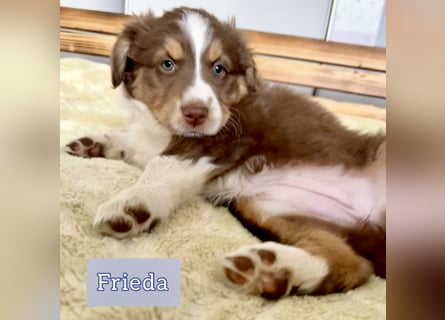 Australian Shepherd Welpen braun/redtri (Minimix/Reinrassig)+ Gesundheitszeugnis