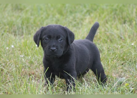 Labrador Welpen