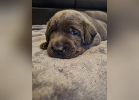 Labrador Retriever chacoral/Silber