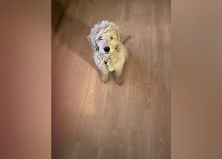 Goldendoodle Welpe