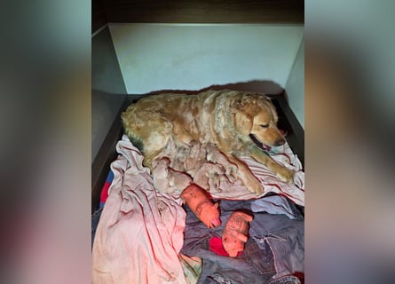 süße reinrassige Goldenretriever Welpen geboren