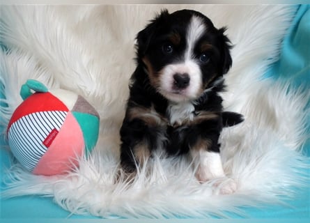 **** Miniature Australian Shepherd Welpen ****