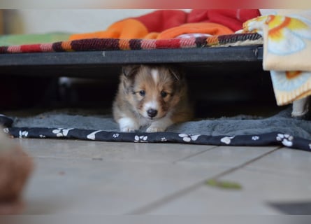 Sheltie Welpen
