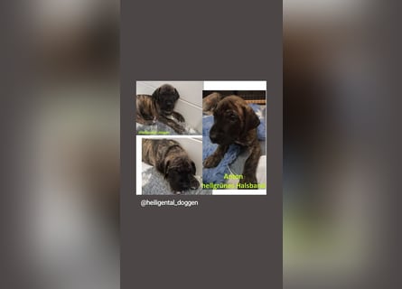Deutsche Doggen Welpen US Linie Sonderfarben