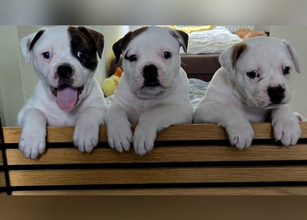 American Bulldog Welpen aus Hybrid/Standard Verpaarung ab Mitte Juni abzugeben, www.cocodin-bulls.de