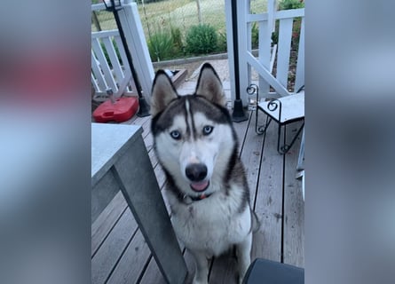 Husky aus gesundheitlichen Gründen schweren Herzen Abzug