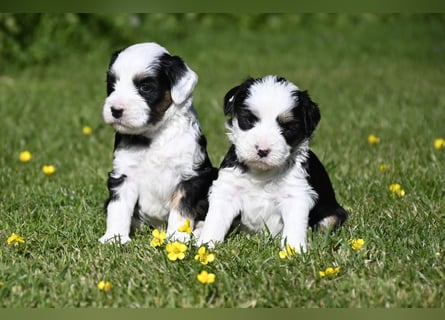 traumhaft hübscher Tibet Terrier Welpen aus erfahrender Zucht  sind geboren dürfen im Juni ausziehen