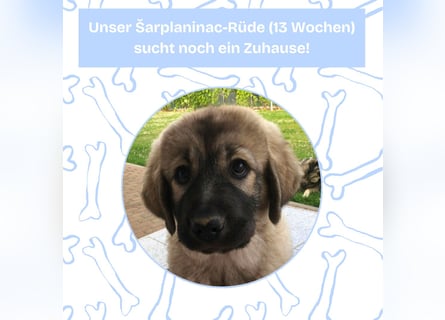 Sarplaninac-Welpe sucht neues Zuhause (Hirtenhund, Herdenschutzhund, Schäferhund)