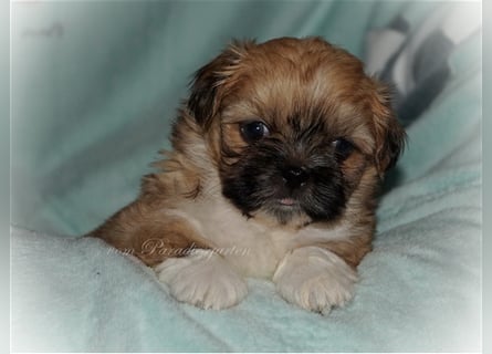 Shih Tzu Welpen