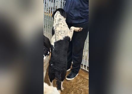 Milla - Gute-Laune-Hund wartet auf Sie
