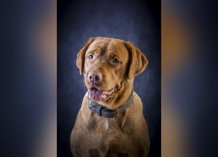 Reinrassige Labrador Welpen in creme,  blond,  schokobraun
