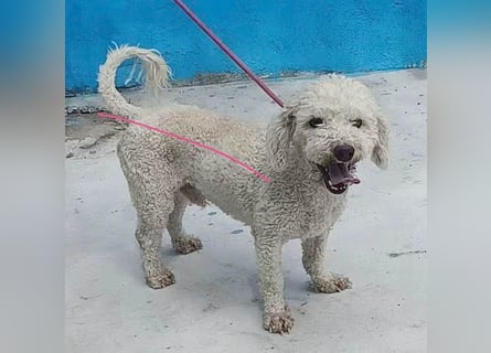 (R) ❤️ lieber kleiner DARI - 4 Jahre, 30cm/9kg - Bichon-Mischling